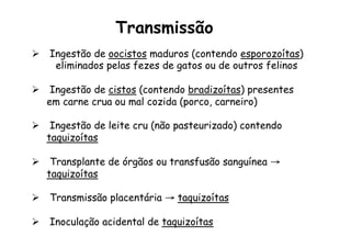 Ø  Ingestão de oocistos maduros (contendo esporozoítas)
eliminados pelas fezes de gatos ou de outros felinos
Ø  Ingestão de cistos (contendo bradizoítas) presentes
em carne crua ou mal cozida (porco, carneiro)
Ø  Ingestão de leite cru (não pasteurizado) contendo
taquizoítas
Ø  Transplante de órgãos ou transfusão sanguínea →
taquizoítas
Ø  Transmissão placentária → taquizoítas
Ø  Inoculação acidental de taquizoítas
Transmissão
 