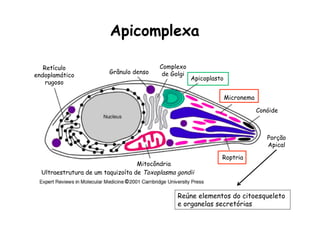 Retículo
endoplamático
rugoso
Grânulo denso
Complexo
de Golgi
Apicoplasto
Micronema
Roptria
Conóide
Porção
Apical
Mitocôndria
Ultraestrutura de um taquizoíta de Toxoplasma gondii
Reúne elementos do citoesqueleto
e organelas secretórias
Apicomplexa
 