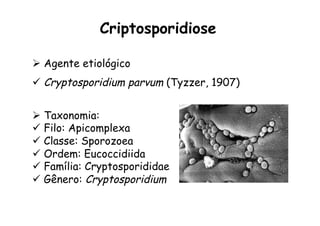 Ø  Agente etiológico
ü  Cryptosporidium parvum (Tyzzer, 1907)
Ø  Taxonomia:
ü  Filo: Apicomplexa
ü  Classe: Sporozoea
ü  Ordem: Eucoccidiida
ü  Família: Cryptosporididae
ü  Gênero: Cryptosporidium
Criptosporidiose
 