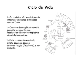 Ø  Os oocistos são imediatamente
infectantes quando eliminados
com as fezes.
Ø  Ocorre a formação do vacúolo
parasitóforo porém sua
localização é fora do citoplasma
da célula hospedeira.
Ø  Pode ocorrer transmissão
direta pessoa a pessoa,
autoreinfecção (fecal-oral) e por
inalação.
Ciclo de Vida
 