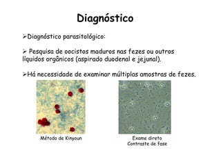 Ø Diagnóstico parasitológico:
Ø  Pesquisa de oocistos maduros nas fezes ou outros
líquidos orgânicos (aspirado duodenal e jejunal).
Ø Há necessidade de examinar múltiplas amostras de fezes.
Diagnóstico
Exame direto
Contraste de fase
Método de Kinyoun
 