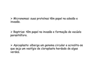 Ø  Micronemas: suas proteínas têm papel na adesão e
invasão.
Ø  Roptrias: têm papel na invasão e formação do vacúolo
parasitóforo.
Ø  Apicoplasto: alberga um genoma circular e acredita-se
que seja um vestígio de cloroplasto herdado de algas
verdes.
 