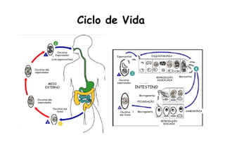 Oocistos
Esporulados
(com esporozoítos)
Oocistos não
esporulados
MEIO
EXTERNO
Oocistos não
esporulados
Oocistos nas
fezes
Esporozoítos
Oocistos
esporulados
ESQUIZOGONIA
REPRODUÇÃO
ASSEXUADA
INTESTINO
FECUNDAÇÃO
Microgametas
Macrogameta
Oocistos
nas fezes
REPRODUÇÃO
SEXUADA
GAMOGONIA
Merozoítos
Ciclo de Vida
 