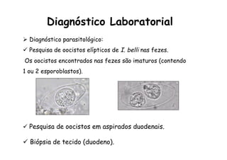 Ø  Diagnóstico parasitológico:
ü  Pesquisa de oocistos elípticos de I. belli nas fezes.
Os oocistos encontrados nas fezes são imaturos (contendo
1 ou 2 esporoblastos).
Diagnóstico Laboratorial
ü  Pesquisa de oocistos em aspirados duodenais.
ü  Biópsia de tecido (duodeno).
 