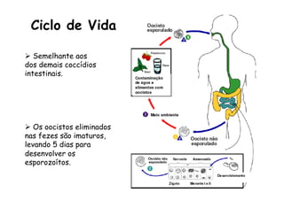 Ciclo de Vida
Ø  Semelhante aos
dos demais coccídios
intestinais.
Ø  Os oocistos eliminados
nas fezes são imaturos,
levando 5 dias para
desenvolver os
esporozoítos.
 