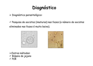 Ø  Diagnóstico parasitológico:
ü  Pesquisa de oocistos (imaturos) nas fezes (o número de oocistos
eliminados nas fezes é muito baixo).
Diagnóstico
Ø Outros métodos:
ü  Biópsia de jejuno
ü  PCR
 