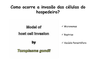 Como ocorre a invasão das células do
hospedeiro?
ü  Micronemas
ü  Roptrias
ü  Vacúolo Parasitóforo
 