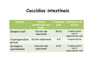 Espécie Forma
encontrada nas
fezes
Tamanho
(µm)
Estrutura do
oocisto
Isospora belli Oocisto não
esporulado
30x12 2 esporocistos
com 4
esporozoítas cada
Cryptosporidium
parvum
Oocisto esporulado 4-5 4 esporozoítas
Cyclospora
cayetanensis
Ooscisto não
esporulado
8-10 2 esporocistos
com 2
esporozoítas cada
Coccídios intestinais
 