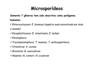 Somente 7 gêneros tem sido descritos como patógenos
humanos:
ü Enterocytozoon: E. bieneusi (espécie mais encontrada em todo
o mundo)
ü Encephalitozoon: E. intestinalis, E. hellem
ü Pleistophora
ü Trachipleistophora: T. hominis, T. anthrpophthera
ü Vittaforna: V. cornea
ü Brachiola: B. vesicularum
ü Nosema: N. connori, N. oculorum
Microsporídeos
 