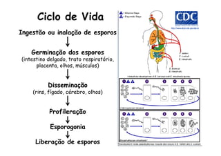Ingestão ou inalação de esporos
Germinação dos esporos
(intestino delgado, trato respiratório,
placenta, olhos, músculos)
Disseminação
(rins, fígado, cérebro, olhos)
Profileração
Esporogonia
Liberação de esporos
Ciclo de Vida
 