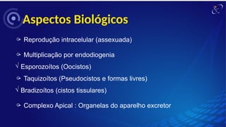 Aspectos Biológicos
 Reprodução intracelular (assexuada)
 Multiplicação por endodiogenia
Ö Esporozoítos (Oocistos)
 Taquizoítos (Pseudocistos e formas livres)
Ö Bradizoítos (cistos tissulares)
 Complexo Apical : Organelas do aparelho excretor
 