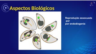 Aspectos Biológicos
Reprodução assexuada
por
por endodiogenia
 