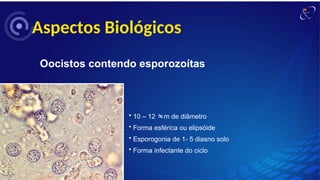 Aspectos Biológicos
Oocistos contendo esporozoítas
• 10 – 12 m de diâmetro
• Forma esférica ou elipsóide
• Esporogonia de 1- 5 diasno solo
• Forma infectante do ciclo
 
