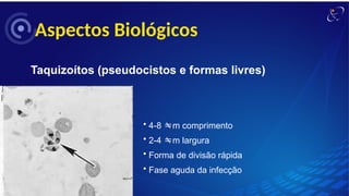 Aspectos Biológicos
Taquizoítos (pseudocistos e formas livres)
• 4-8 m comprimento
• 2-4 m largura
• Forma de divisão rápida
• Fase aguda da infecção
 