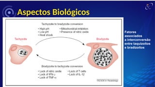 Aspectos Biológicos
Fatores
associados
a interconversão
entre taquizoítos
e bradizoítos
 