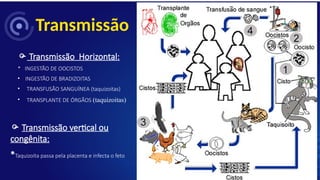 Transmissão
 Transmissão Horizontal:
* INGESTÃO DE OOCISTOS
• INGESTÃO DE BRADIZOITAS
• TRANSFUSÃO SANGUÍNEA (taquizoitas)
• TRANSPLANTE DE ÓRGÃOS (taquizoitas)
 Transmissão vertical ou
congênita:
*Taquizoíta passa pela placenta e infecta o feto
 