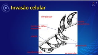 Invasão celular
intracelular
extracelular
reconhecimento
adesão
membrana célula
hospedeira
vacúolo
parasitóforo
penetração
 
