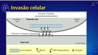 Invasão celular
 