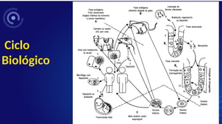 Ciclo
Biológico
 