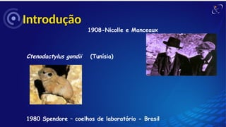 Introdução
1908-Nicolle e Manceaux
Ctenodactylus gondii (Tunísia)
1980 Spendore – coelhos de laboratório - Brasil
 