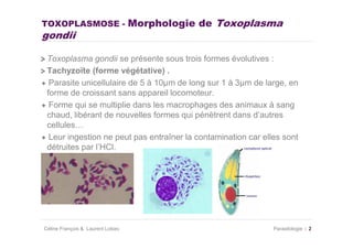 TOXOPLASMOSE - Morphologie de                  Toxoplasma
gondii

 Toxoplasma gondii se présente sous trois formes évolutives :
 Tachyzoïte (forme végétative) .
  Parasite unicellulaire de 5 à 10µm de long sur 1 à 3µm de large, en
 forme de croissant sans appareil locomoteur.
  Forme qui se multiplie dans les macrophages des animaux à sang
 chaud, libérant de nouvelles formes qui pénètrent dans d’autres
 cellules…
  Leur ingestion ne peut pas entraîner la contamination car elles sont
 détruites par l’HCl.




Céline François & Laurent Lokiec                               Parasitologie   2
 