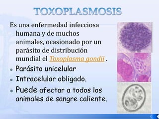 Es una enfermedad infecciosa
  humana y de muchos
  animales, ocasionado por un
  parásito de distribución
  mundial el Toxoplasma gondii .
 Parásito unicelular

 Intracelular obligado.


    Puede afectar a todos los


    animales de sangre caliente.
 