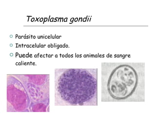 Toxoplasma gondii
   Parásito unicelular
   Intracelular obligado.
   Puede afectar a todos los animales de sangre
    caliente.
 