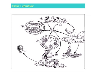 Ciclo Evolutivo:
 