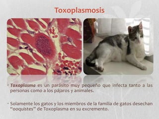 Toxoplasmosis Toxoplasmaes un parásito muy pequeño que infecta tanto a las personas como a los pájaros y animales. Solamente los gatos y los miembros de la familia de gatos desechan “ooquistes” de Toxoplasma en su excremento. 