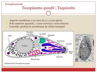 Toxoplasma gondiiToxoplasmosisProtozoo del phylumApicomplexa, subclase coccidia, capaz de parasitar cualquier célula nucleada.	Parásito intracelular obligadoHuésped completo: Gato y otros felinos salvajesHuésped incompleto: Humano, mamíferos y AvesCiclo de multiplicación intestinalCiclo de multiplicación tisularFormas: OoquisteTaquizoítoBradizoítoQuiste