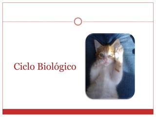 Toxoplasma gondiiToxoplasmosisOoquisteEstado de alta resistencia a factores externos (ambientales)Forma ovalada / 10 – 12 um de diámetroEs eliminado con la materia fecal del gatoTaquizoítoForma de media luna/ 2-4 um ancho x 4-8 umlargoInvaden todas las célulasSe multiplican cada 4-6 horasQuisteSe desarrolla en las células hospederas10-100 umSe encuentran en las fibras muscularesContiene en su interior miles de quistozoítos