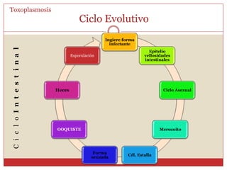 Toxoplasma gondii; TaquizoítoToxoplasmosisAspecto semilunar o en arco de 3 x 5 um aprox.	Polo anterior aguzado, 1 cara convexa y otra cóncavaConoide: perfora la membrana de célula huéspedGranulososmofilosAp. GolgiRERConoideRoptriesMitocondriaUltraestructuraToxoplasma gongii