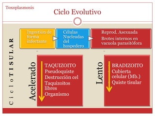 Ciclo Biológico