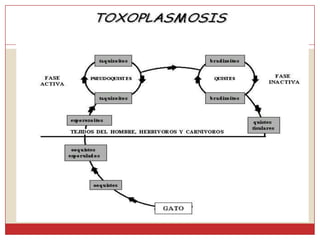 Ciclo EvolutivoToxoplasmosisCiclo Intestinal