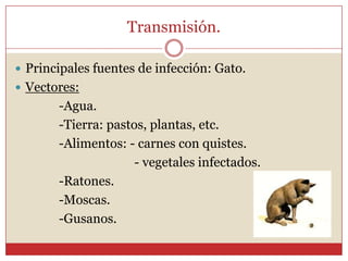 Ciclo TISULARCiclo EvolutivoToxoplasmosis