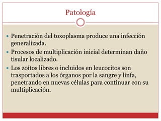 Epidemiología a Nivel Mundial77%15%54%44.8%35%3:10.00043%45%59-78%40-50%En Europa el 30-60 % ocurre por comer carne mal cocida o cruda