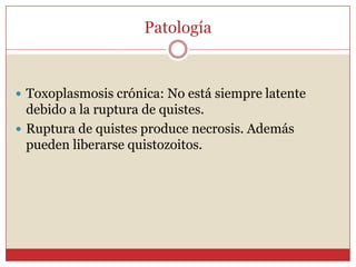 PatologíaPenetración del toxoplasma produce una infección generalizada.Procesos de multiplicación inicial determinan daño tisular localizado.Los zoítos libres o incluidos en leucocitos son trasportados a los órganos por la sangre y linfa, penetrando en nuevas células para continuar con su multiplicación. 
