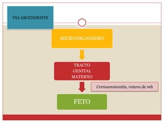 Formas infección neonatalformas en que el agente  que produce el síndrome accede al fetoMICROORGANISMOVía hematogenaTORRENTE CIRCULATORIO MATERNOSFETO