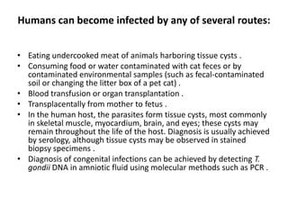 Humans can become infected by any of several routes:


• Eating undercooked meat of animals harboring tissue cysts .
• Consuming food or water contaminated with cat feces or by
  contaminated environmental samples (such as fecal-contaminated
  soil or changing the litter box of a pet cat) .
• Blood transfusion or organ transplantation .
• Transplacentally from mother to fetus .
• In the human host, the parasites form tissue cysts, most commonly
  in skeletal muscle, myocardium, brain, and eyes; these cysts may
  remain throughout the life of the host. Diagnosis is usually achieved
  by serology, although tissue cysts may be observed in stained
  biopsy specimens .
• Diagnosis of congenital infections can be achieved by detecting T.
  gondii DNA in amniotic fluid using molecular methods such as PCR .
 