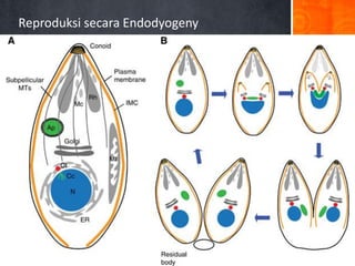 Reproduksi secara Endodyogeny

 