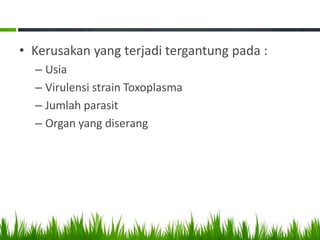 • Kerusakan yang terjadi tergantung pada :
– Usia
– Virulensi strain Toxoplasma
– Jumlah parasit
– Organ yang diserang

 