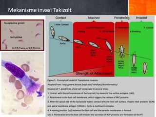 Mekanisme invasi Takizoit

 
