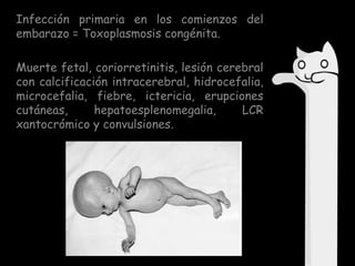 Infección primaria en los comienzos del
embarazo = Toxoplasmosis congénita.
Muerte fetal, coriorretinitis, lesión cerebral
con calcificación intracerebral, hidrocefalia,
microcefalia, fiebre, ictericia, erupciones
cutáneas,
hepatoesplenomegalia,
LCR
xantocrómico y convulsiones.

 