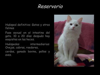 Reservorio
Huésped definitivo: Gatos y otros
felinos
Fase sexual en el intestino del
gato. 10 a 20 días después hay
ooquistes en las heces.
Huéspedes
intermediarios:
Ovejas, cabras, roedores,
cerdos, ganado bovino, pollos y
aves.

 
