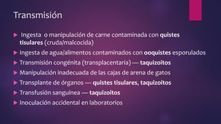Transmisión
 Ingesta o manipulación de carne contaminada con quistes
tisulares (cruda/malcocida)
 Ingesta de agua/alimentos contaminados con ooquistes esporulados
 Transmisión congénita (transplacentaria) — taquizoitos
 Manipulación inadecuada de las cajas de arena de gatos
 Transplante de órganos — quistes tisulares, taquizoitos
 Transfusión sanguínea — taquizoitos
 Inoculación accidental en laboratorios
 