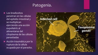 Patogenia.
 Los bradizoitos
penetran en las células
del epitelio intestinal y
se multiplican
ejerciendo una acción
expoliatríz al
alimentarse del
citoplasma de las células
parasitadas
 Acción traumática por la
ruptura de la célula
ocupada por el parasito.
 