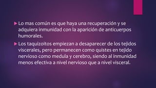  Lo mas común es que haya una recuperación y se
adquiera inmunidad con la aparición de anticuerpos
humorales.
 Los taquizoitos empiezan a desaparecer de los tejidos
viscerales, pero permanecen como quistes en tejido
nervioso como medula y cerebro, siendo al inmunidad
menos efectiva a nivel nervioso que a nivel visceral.
 