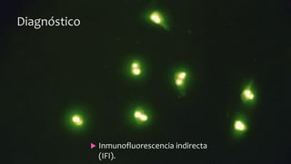 Diagnóstico
 Inmunofluorescencia indirecta
(IFI).
 