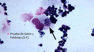  Prueba de Sabin y
Feldman (S-F).
 