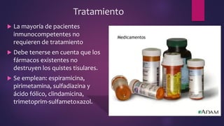 Tratamiento
 La mayoría de pacientes
inmunocompetentes no
requieren de tratamiento
 Debe tenerse en cuenta que los
fármacos existentes no
destruyen los quistes tisulares.
 Se emplean: espiramicina,
pirimetamina, sulfadiazina y
ácido fólico, clindamicina,
trimetoprim-sulfametoxazol.
 
